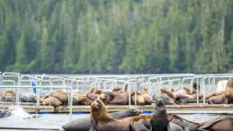 basking sea lions cover salmon farm