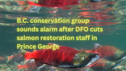 salmon going up river with title lai over B.C. conservation group sounds alarm after DFO cuts salmon restoration staff in Prince George