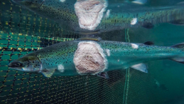 photo of asalmon in a pen with large legion on its body photo credit Alex Morton title B.C. First Nations want meeting with Carney about salmon, need for open-net farm ban