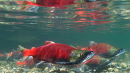 news poster showing salmon swimming in a river headline Sockeye salmon returning to the Fraser River in numbers not seen in a decade
