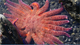 news template image of sunflower starfish