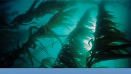 news poster image of kelp title SRKW spotted grooming in kelp