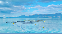 news poster salmon farm causation to lice new study CBC