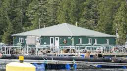 A Clayoquot Sound salmon farm