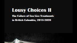 Lousy Choices II: The Failure of Sea Lice Treatments in BC, 2018-2020