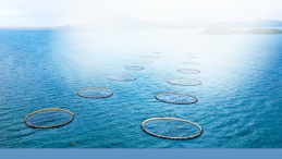 open-net pen farm photo with title UPDATE: Mowi loses appeal over Discovery Islands aquaculture ban