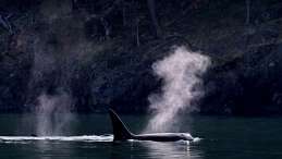 killer whale blowing. Photo credit Melanie Schuening