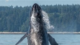news template humpback freed from disentanglement photo courtesy of Jan Heerwagen