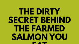 green background with title the dirty secret behind the farmed salmon you eat