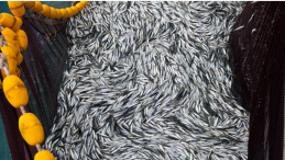 close up on fish caught in trawler net with LOS logo and caption Healthy Oceans. Healthy Communities