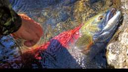 Close up photo of a salmon at the end of its lifecycle in the river. Photo credit Barbara Jackson