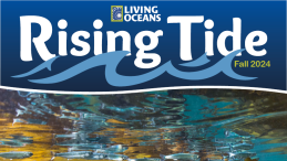 Rising Tide newsletter cover image juvenile salmon photo credit Tavish Campbell