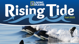 Rising Tide Fall 2025 cover SRKW playing in the water photo credit Sandy Buckley