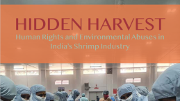Hidden Harvest report cover - image of shrimp factory workers