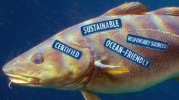 Fish with certification labels attached to it