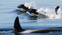 SRKW Sandy Buckley