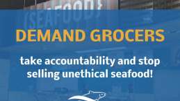 graphic poster with demand grocers take accountability and stop selling unethical seafood  written and seachoice logo