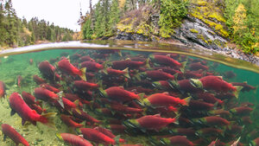 Wild sockeye return to spawn credit Tavish Campbell