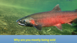 salmon swimming in water and title below Why are you mostly being sold Alaska-caught salmon in British Columbia?