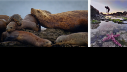 sealions and tidal pool 2024 winner photos Ken Szeto and Neil Saxvik