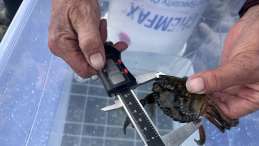 green crab being measured with calipers