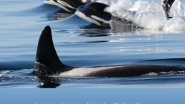 image of SRKW above title "Are we about to join the Extinction Party?" Photo credit: Sandy Buckley