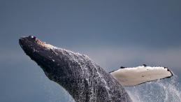 humpback whale jumping out of the ocean photo credit Ken Szeto