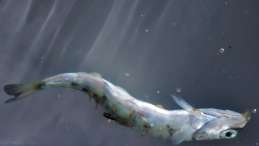 juvenile chum salmon floating belly up and covered in parasitic lice