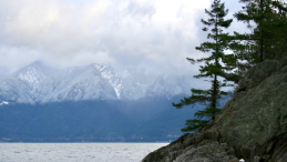 image of coastal bc news poster northern resident killer whale 176 dies in B.C. waters