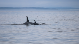 two orca fins above grey water title Orcas and dolphins caught on video collaborating to hunt salmon photo credit Christopher Hurst