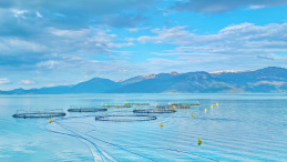 ocean net pen salmon farm in bright blue water with mountains in the background