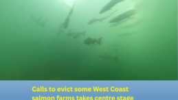 salmon swimming in a river with title below "Calls to evict some West Coast salmon farms takes centre stage in Ottawa"