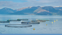 open-net pen fish farm in the ocean and title LETTER: Let’s get real about claims that rising salmon imports restrict the ability to ‘buy local’