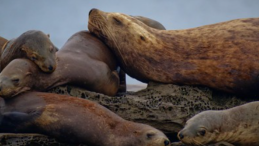 sealion group photo with title Cowichan Bay sea lion rescued from life-threatening entanglement photo credit Ken Szeto