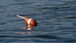 image showing buoy on the water and headline These B.C. wolves figured out how to pull up crab traps to get food