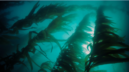 image under water of kelp forest title Seaweed aquaculture expands in B.C. as regulations play catch-up