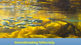 image underwater of juvenile salmon swimming in kelp with title in green text underneath on a blue background Groundbreaking Tofino kelp restoration project aimed at creating salmon habitat photo credit Tavish Campbell