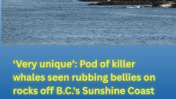 far off coastal image with title ‘Very unique’: Pod of killer whales seen rubbing bellies on rocks off B.C.'s Sunshine Coast