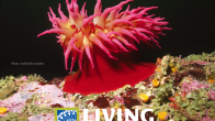 Image sea anemone defend the deep