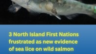 juvenile salmon with sea lice photo credit Tavish Campbell