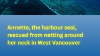 image of a gillnet with title Annette, the harbour seal, rescued from netting around her neck in West Vancouver