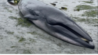 Photo of Bryde's Whale stranded near Port McNeill