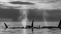 Orca Pod gather off Saturna Island