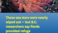 news template image of sunflower starfish