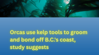 news poster image of kelp title SRKW spotted grooming in kelp