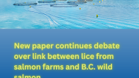 news poster salmon farm causation to lice new study CBC