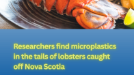 plate with lobster tail and title Researchers find microplastics in the tails of lobsters caught off Nova Scotia