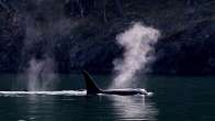 killer whale blowing. Photo credit Melanie Schuening