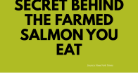 green background with title the dirty secret behind the farmed salmon you eat