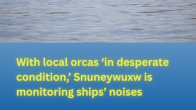 orca and calf swim in ocean title With locoal orcase in desperate condition Snuneywuxw is monitoting ships' noises photo Christopher Hurst